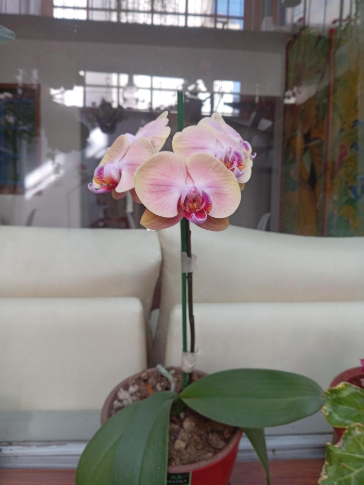 קיטו Hostal Posada Del Maple מראה חיצוני תמונה